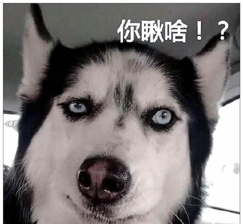 二哈爆料视频大全最新版,笑料横生，欢乐无限